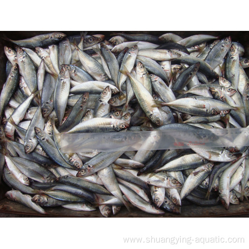 Frozen Horse Mackerel Fish Whole Round 20cm Price